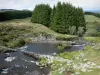 Aubrac Lozérien - Orgues basaltiques dans le ruisseau des Plèches, et arbres au bord de l'eau