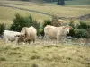 AubracLozérien - 牧草地のオーブラック牛