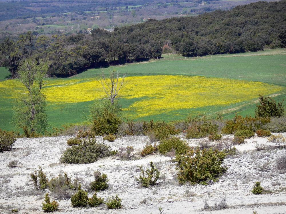 Guide de l'Aude - Cabardès - Prairie en fleurs dans un cadre de verdure