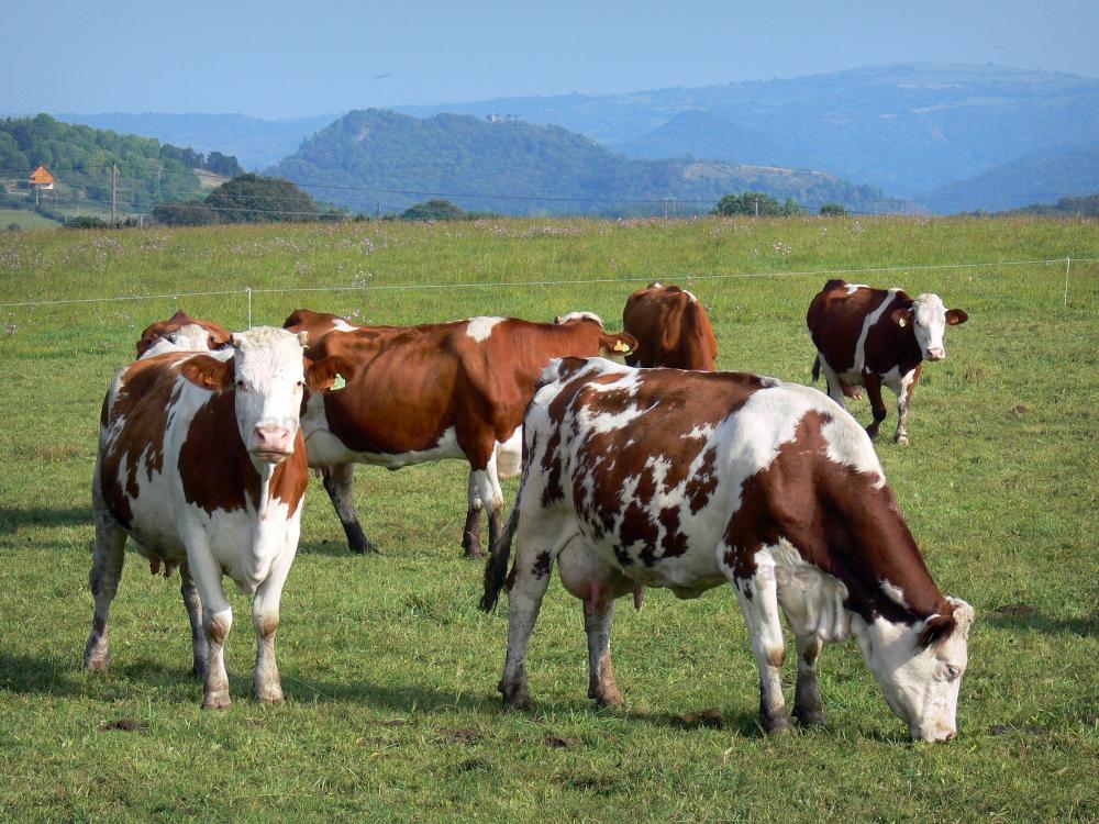 Guide d'Auvergne-Rhône-Alpes - Parc Naturel Régional des Volcans d'Auvergne - Vaches dans un pré (pâturage)