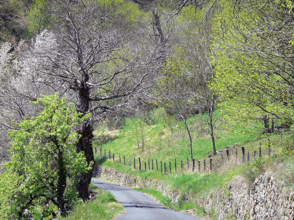 Guide d'Auvergne-Rhône-Alpes - Paysages de l'Ardèche - Parc Naturel Régional des Monts d'Ardèche - Pays des châtaigniers : petite route bordée d'arbres