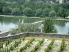Avignon - Wijngaarden met uitzicht op de Rhône (rivier) en de Pont Saint-Benezet