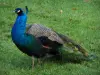 Bagatelle park - Peacock