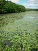 Meer van Bairon - Natuurreservaat: de oude vijver lelies en bomen langs het water
