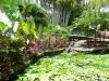 Balata Garden - Lagoa japonesa com seus nenúfares e flora tropical do jardim de prazer