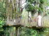 Balata Garden - Ande nas árvores em pontes suspensas