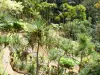 Balata Garden - Vista, de, a, jardim tropical, de, a, pontes, penduradas, em, a, árvores