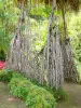 Balata Garden - Pandanus com raízes aéreas