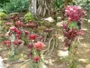 Balata Garden - Bromélias do Jardim Botânico