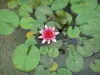 Bambouseraie de Prafrance - Bambouseraie d'Anduze (sur la commune de Générargues), jardin exotique : jardin aquatique : fleur de nénuphar rose