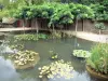 Bambouseraie de Prafrance - Bambouseraie d'Anduze (sur la commune de Générargues), jardin exotique : bassin d'eau parsemé de feuilles de nénuphars et tonnelle ombragée de glycine