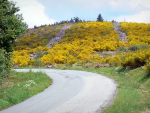 Bandeja Millevaches - Parque Natural Regional de Millevaches em Limousin: estrada alinhada com flores de vassoura