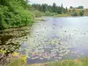 Bandeja Millevaches - Parque Natural Regional de Millevaches em Limousin: lagoa Oussines pontilhada com nenúfares
