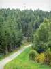 Bandeja Millevaches - Parque Natural Regional de Millevaches em Limousin: Mount Bessou estrada forrada com floresta
