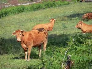 Bandeja Millevaches - Parque Natural Regional de Millevaches em Limousin: Limousin vacas em um pasto