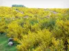 Bandeja Millevaches - Parque Natural Regional de Millevaches em Limousin: vassouras em flor
