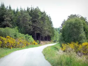 Bandeja Millevaches - Parque Natural Regional de Millevaches em Limousin: estrada alinhada com árvores e flores de vassoura
