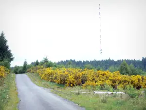 Bandeja Millevaches - Parque Natural Regional de Millevaches em Limousin: emitente do Monte Bessou e estrada forrada com flores de vassoura