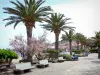 Banyuls-sur-Mer - Promenade geschmückt mit Sitzbänken und Palmen