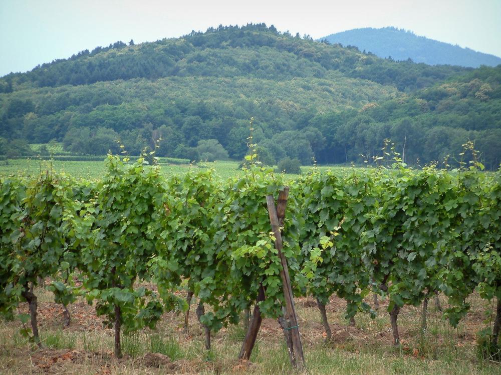 Guide du Bas-Rhin - Route des Vins - Vignes et collines couvertes de forêts