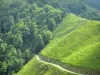 Baskenland-Landschaften - Herde auf den Abhängen eines grünenden Hügels, überragend eine kleine Strasse der Soule