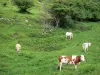 Baskenland-Landschaften - Kühe auf einer Weide