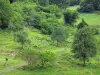 Baskenland-Landschaften - Weg gesäumt von Bäumen