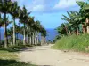 Basse Pointe - Caminho forrado com palmeiras e bananeiras com vista para o Oceano Atlântico