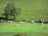 Bénou plateau - Herd of cows in a pasture