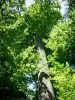 Bercé forest - Oak