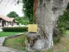 Berceau de Saint Vincent de Paul - Vieux chêne lou bielh cassou connu de saint Vincent de Paul