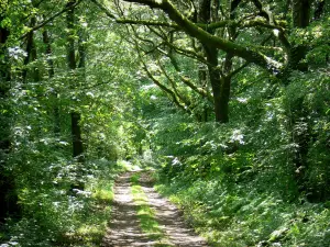 Berg van Avaloirs - Pad in het bos Multonne