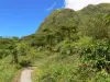 Berg Pelée - Wandelpad bekleed met vegetatie; in het Regionaal Natuurpark van Martinique