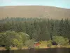 Bergen van de Cézallier - Bergen, bos, bomen en houten chalet in de buurt van een meer, in het Regionaal Natuurpark van de Auvergne Vulkanen