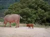 Bergfauna - Wild varken (dag parole) en biggen op een pad