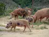 Bergfauna - (Wilde varkens in semi-vrijheid) op een pad