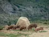 Bergfauna - (Wilde varkens in semi-vrijheid) langs een bergweg
