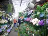 Bloemenmarkt op île de la Cité - Kuier door de kleurrijke bloemenmarkt