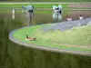 Bloemenpark van Parijs - Canada ganzen (ganzen) aan het meer