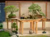 Bloemenpark van Parijs - Paviljoen bonsai