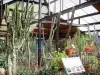 Bloemenpark van Parijs - Cactussen