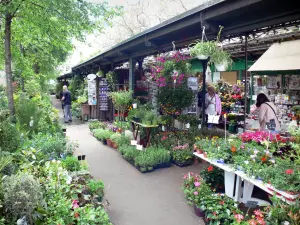 Blumenmarkt der Insel Cité - Marktstände mit Pflanzen, Blumen und Sträuchern