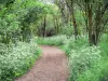 Bois de Vincennes - Caminho, forrado, com, wildflowers, e, árvores