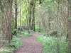 Bois de Vincennes - Caminhando por uma trilha arborizada