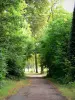 Bois de Vincennes - Pequena estrada através da floresta
