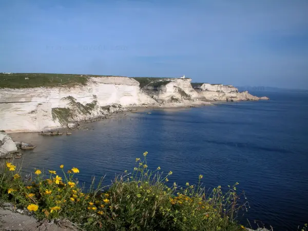 Bonifacio - Flores silvestres, Mar Mediterráneo, rocas y acantilados de piedra caliza blanca con el semáforo y el Pertusato Capo Pertusato