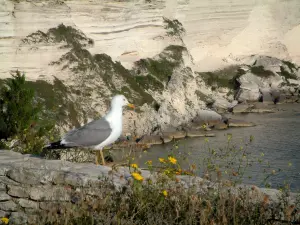 Bonifacio - Aves marinas en una pared baja con blancos acantilados de piedra caliza y rocas en el fondo