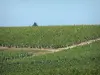 Bordeaux vineyards - Bordeaux vineyards 