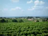 Bordeaux vineyards - Vines and town of Bordeaux 