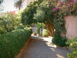 Bormes-les-Mimosas - Ruelle avec des arbustes, des plantes grimpantes, un bougainvillée (bougainvillier), un laurier et des arbres